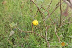 balik_kampung_nature_tour5