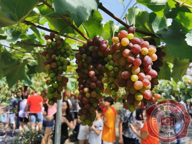 Uniq Fruits Farm, Gurun – Grape & Other Unique Fruits – Steven Goh's ...